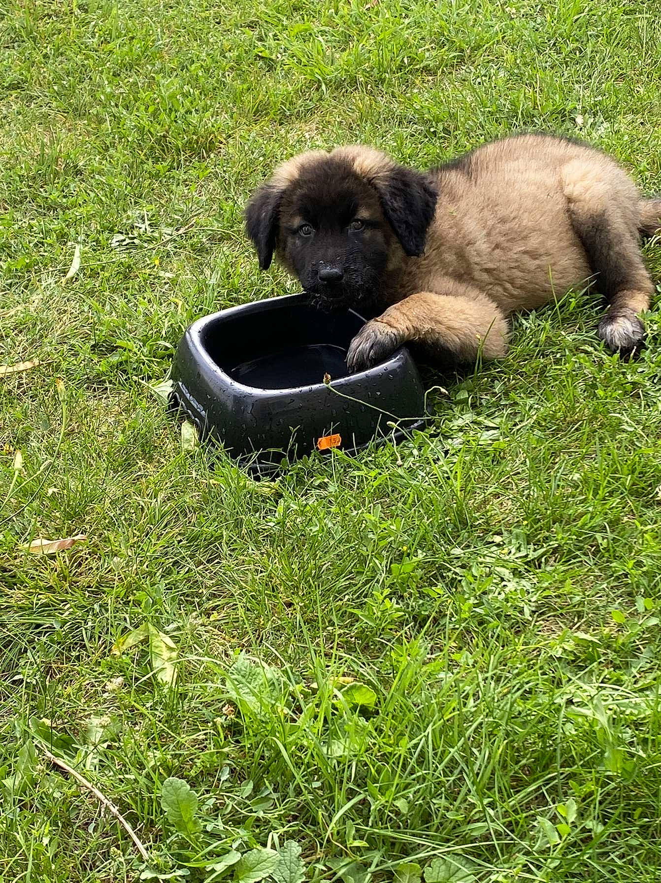 Saïko a rejoint le concours — aidez-le/la à gagner de superbes lots ! canidae, carnivore, companion_dog, dog, dog_breed, estrela_mountain_dog, fawn, grass, grassland, groundcover, liver, pasture, plant, sporting_group, terrestrial_animal, working_animal