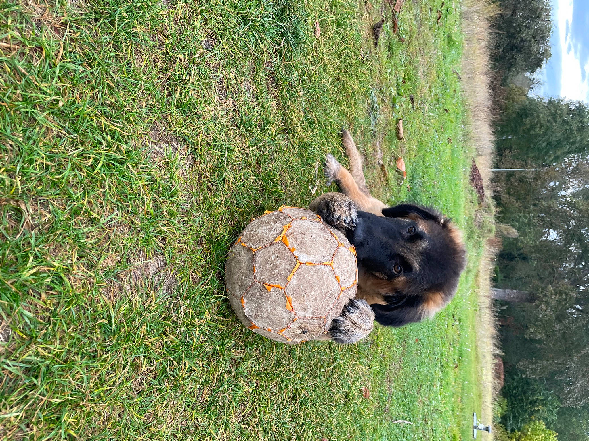 Saïko participe au concours pour gagner de l'argent avec cette photo : ball, botany, canidae, carnivore, dog_breed, grass, grass_family, grassland, groundcover, landscape, lawn, leisure, people_in_nature, plant, recreation, shrub, sky, sporting_group, terrestrial_animal, tree