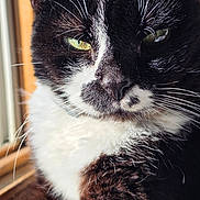 Muffin is registered to the contest to win money with this photo: cat, black_and_white, tuxedo_cat, close_up, portrait, green_eyes, whiskers, fur, animal, pet, face, head, staring, serious, indoors, window, sunlight, high_contrast, detailed, photography