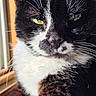 cat, black_and_white, tuxedo_cat, close_up, portrait, green_eyes, whiskers, fur, animal, pet, face, head, staring, serious, indoors, window, sunlight, high_contrast, detailed, photography