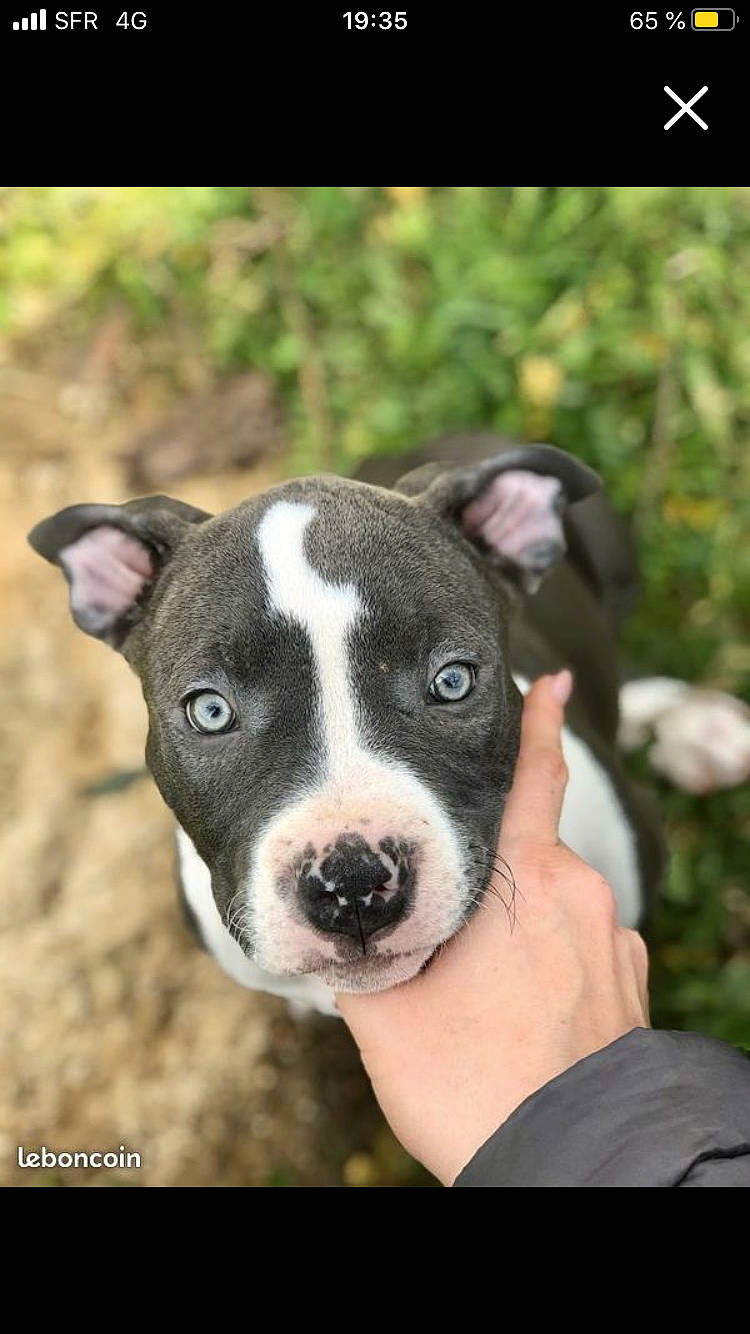 Pamela a rejoint le concours — aidez-le/la à gagner de superbes lots ! american_pit_bull_terrier, american_staffordshire_terrier, bull_and_terrier, canidae, carnivore, dog, dog_breed, fawn, mammal, non_sporting_group, nose, old_english_terrier, pit_bull, rare_breed_dog, snout, staffordshire_bull_terrier, terrier, vertebrate