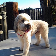 Owen joined the competition — help win amazing prizes! animal, collar, concrete, daylight, dog, fence, fluffy, greenery, happy, leash, nature, outdoor, park, pet, shadow, sunlight, tongue_out, trees, walking, wood