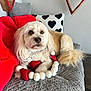 dog, blanket, red, heart, pillow, decor, fur, pet, cozy, indoor, cute, relaxed, table, wood, white, beige, fluffy, accessory, holiday, decorations