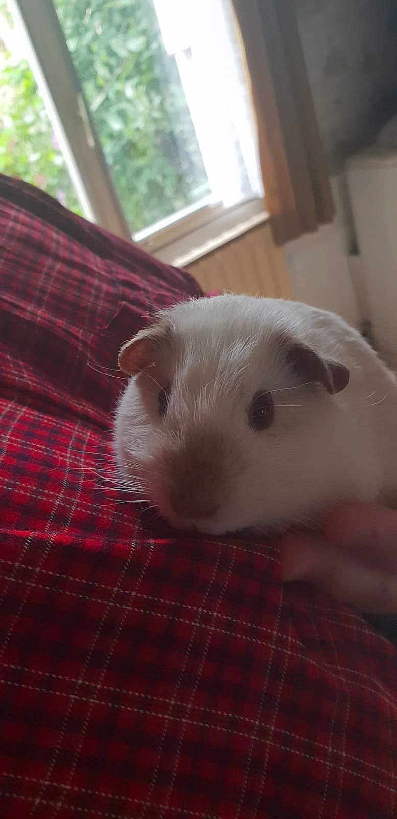 Pouic a rejoint le concours — aidez-le/la à gagner de superbes lots ! chinchilla, fawn, gerbil, guinea_pig, hamster, mammal, muroidea, rodent, skin, snout, whiskers