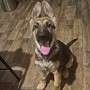 Max is registered to the contest to win money with this photo: dog, puppy, german_shepherd, tongue_out, indoor, wooden_floor, ears_up, pet, animal, sitting, cute, young_dog, canine, flooring, domestic, happy, fur, tail, mouth_open, blurry