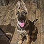dog, puppy, german_shepherd, tongue_out, indoor, wooden_floor, ears_up, pet, animal, sitting, cute, young_dog, canine, flooring, domestic, happy, fur, tail, mouth_open, blurry