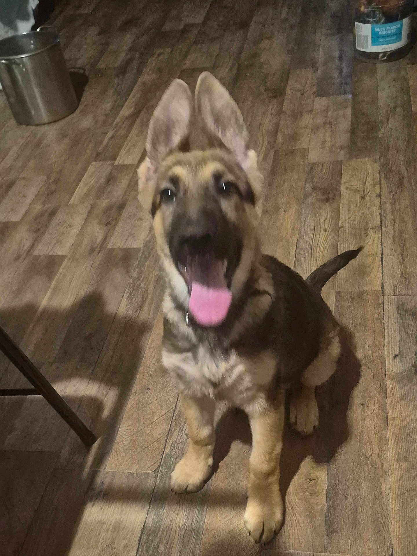 Max is registered to the contest to win money with this photo: dog, puppy, german_shepherd, tongue_out, indoor, wooden_floor, ears_up, pet, animal, sitting, cute, young_dog, canine, flooring, domestic, happy, fur, tail, mouth_open, blurry