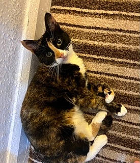 Kitten joined the competition — help win amazing prizes! black_cat, canidae, carnivore, cat, claw, comfort, dog_breed, domestic_short_haired_cat, fawn, felidae, flooring, fur, hardwood, paw, small_to_medium_sized_cats, snout, tail, terrestrial_animal, whiskers, wood