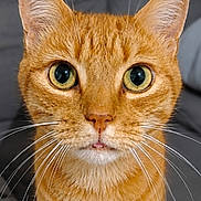 Caramel a rejoint le concours — aidez-le/la à gagner de superbes lots ! cat, orange_tabby, whiskers, close_up, pet, animal, cute, feline, eyes, portrait, indoor, fur, nose, ears, face, curious, alert, domestic_animal, looking_at_camera, soft_background