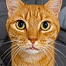 cat, orange_tabby, whiskers, close_up, pet, animal, cute, feline, eyes, portrait, indoor, fur, nose, ears, face, curious, alert, domestic_animal, looking_at_camera, soft_background