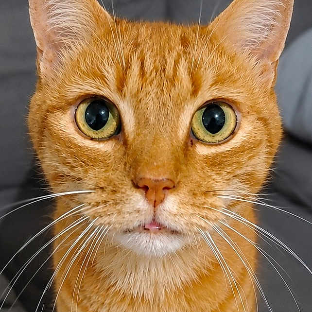 Caramel