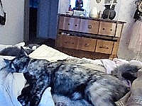 Wolfie participe au concours pour gagner de l'argent avec cette photo : canidae, carnivore, dog, dog_breed, great_dane, irish_wolfhound, mammal, schnauzer