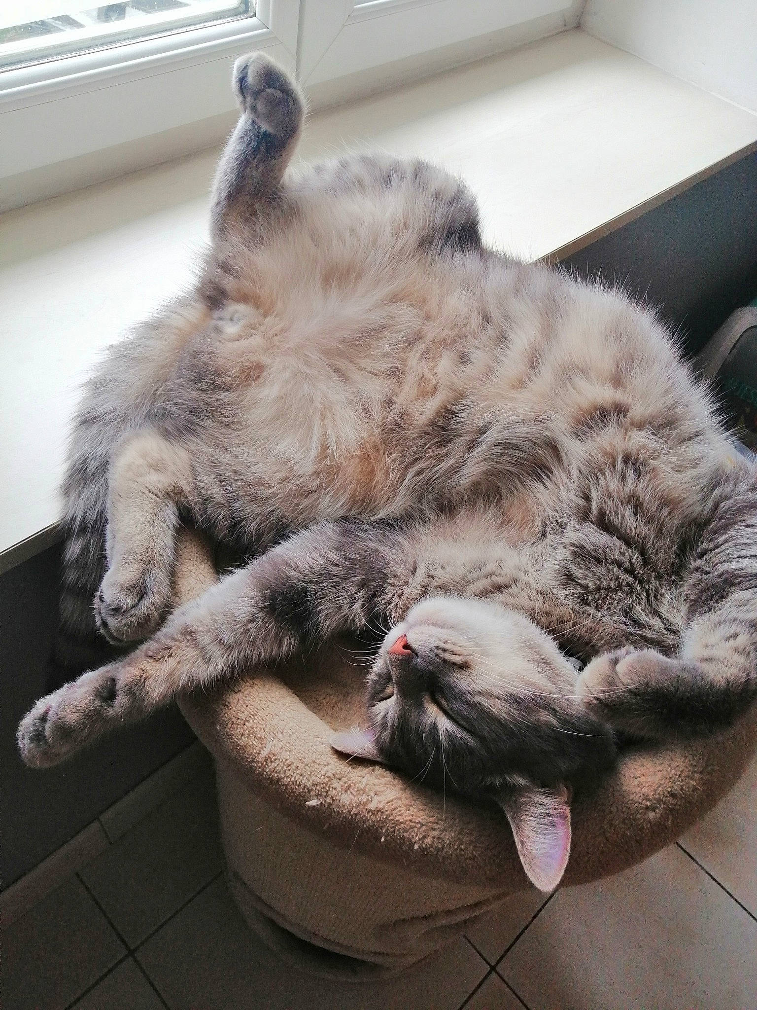 Plume participe au concours pour gagner de l'argent avec cette photo : carnivore, cat, claw, domestic_short_haired_cat, dragon_li, european_shorthair, felidae, mammal, nap, nebelung, paw, sleep, small_to_medium_sized_cats, tabby_cat, whiskers