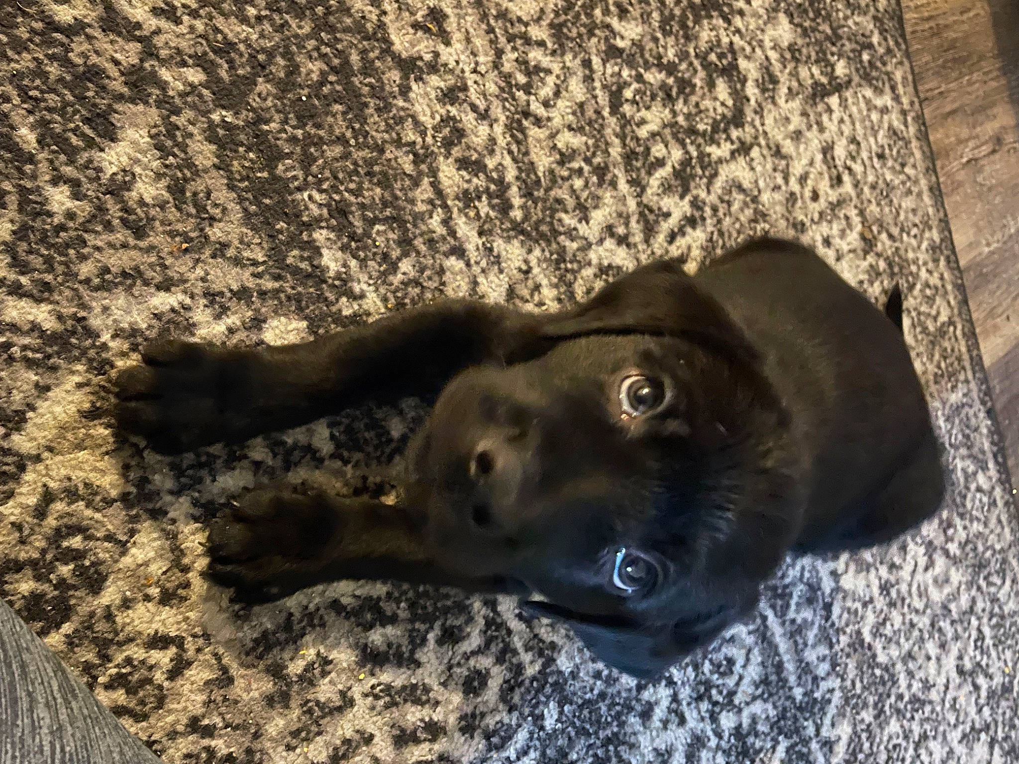 Buck joined the competition — help win amazing prizes! borador, carnivore, dog, dog_breed, dog_collar, fashion_accessory, fur, liver, shadow, snout, soil, sporting_group, whiskers, working_animal