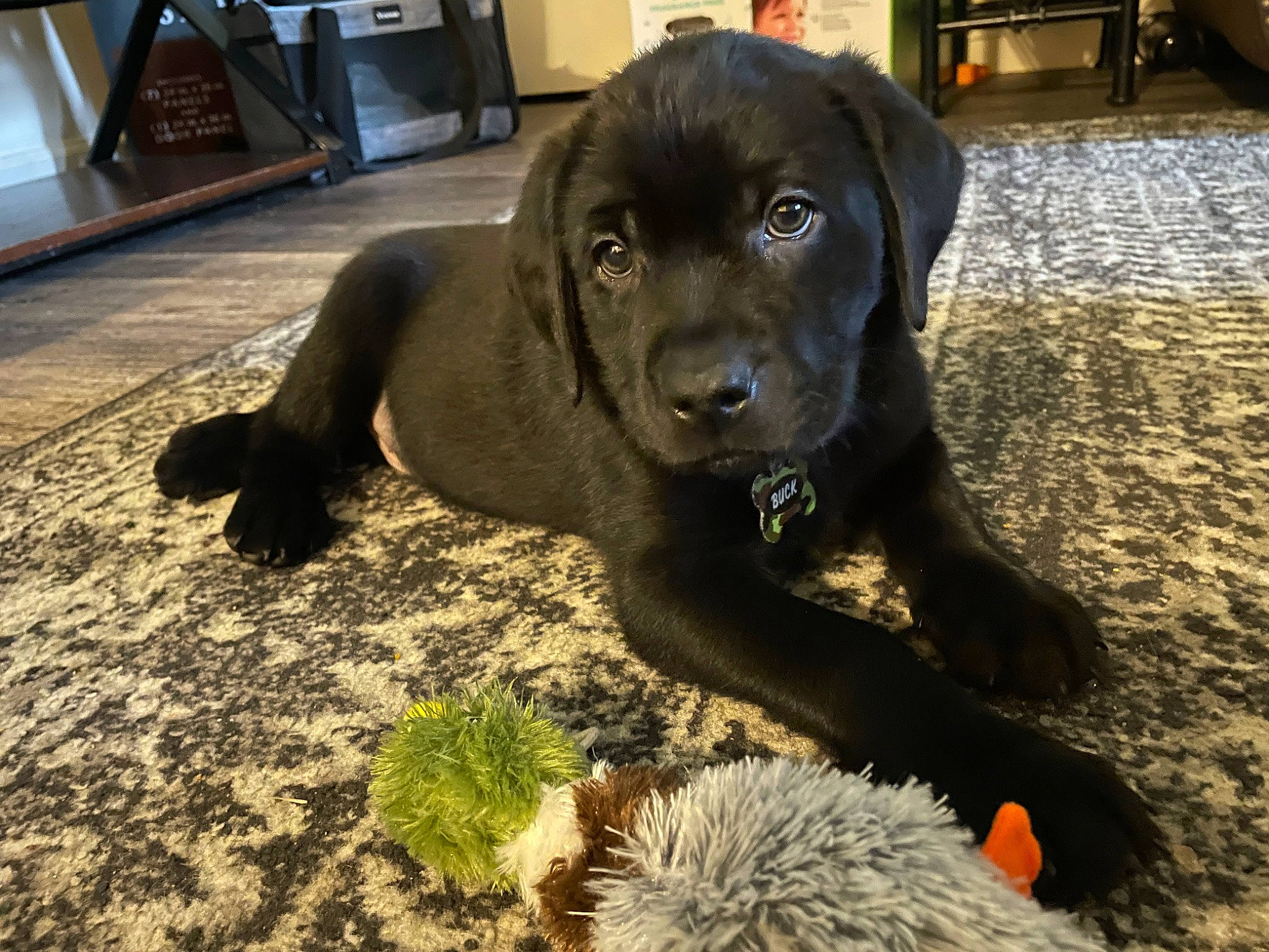 Buck is registered to the contest to win money with this photo: borador, canidae, carnivore, companion_dog, dog, dog_breed, dog_collar, fawn, flooring, fur, grass, gun_dog, hunting_dog, liver, non_sporting_group, plant, snout, sporting_group, terrestrial_animal, working_animal