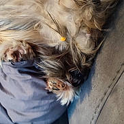 Miyako participe au concours pour gagner de l'argent avec cette photo : animal, beige, brown, comfort, couch, cozy, cute, decor, dog, fluffy, fur, furniture, home, indoor, pet, pillow, relaxation, resting, sleeping, small_dog