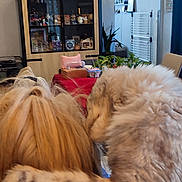 Tino a rejoint le concours — aidez-le/la à gagner de superbes lots ! affection, animal, blurred_background, cabinet, cat, clock, companion, cozy, decor, dog, domestic, friendship, fur, furniture, indoor, living_room, long_hair, pet, plant, striped