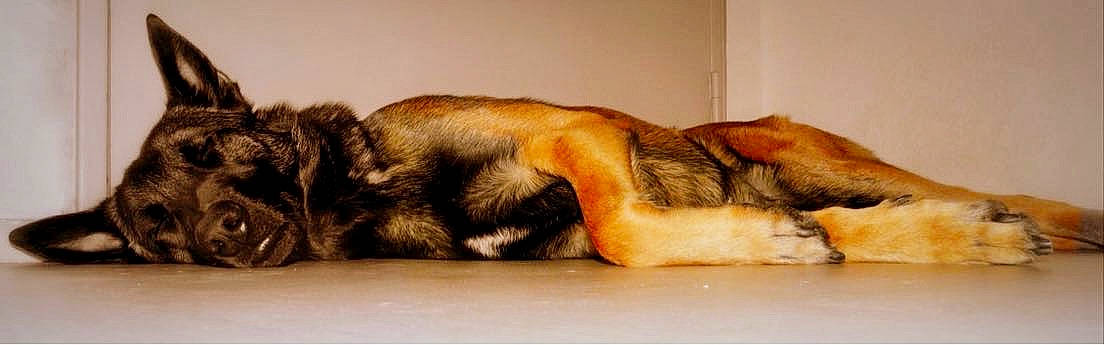 Locko a rejoint le concours — aidez-le/la à gagner de superbes lots ! beige, brown, canidae, carnivore, comfort, companion_dog, dog, dog_breed, fawn, fur, liver, nap, paw, sleep, snout, tail, tan, terrestrial_animal, working_animal, working_dog