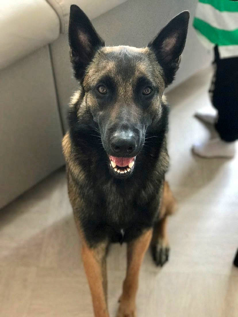 Locko participe au concours pour gagner de l'argent avec cette photo : canidae, carnivore, dog, dog_breed, fawn, floor, flooring, foot, fur, guard_dog, jaw, law_enforcement, neck, organ, police_dog, snout, sporting_group, tongue, working_animal, working_dog