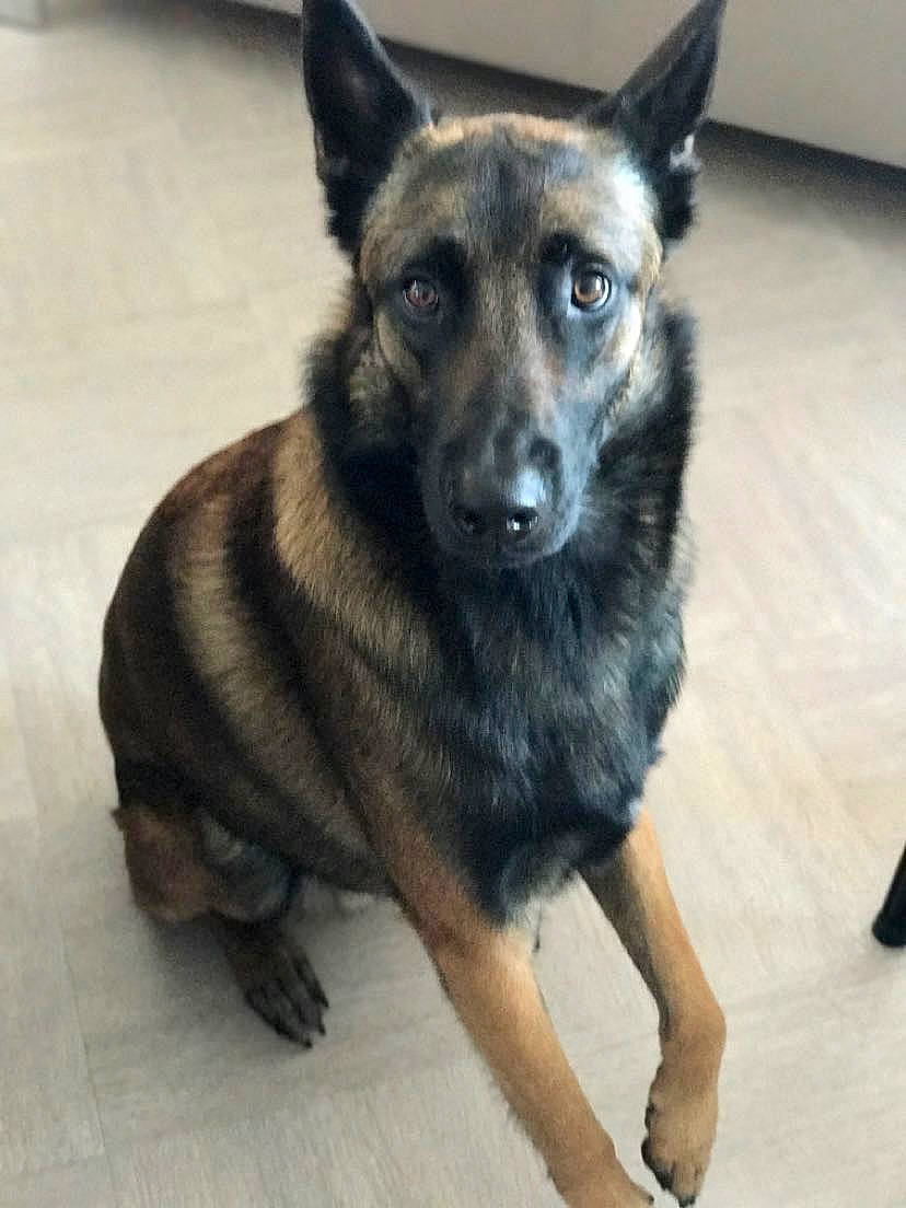 Locko a rejoint le concours — aidez-le/la à gagner de superbes lots ! canidae, carnivore, dog, dog_breed, floor, flooring, foot, fur, german_shepherd_dog, guard_dog, herding_dog, king_shepherd, neck, organ, police_dog, skin, snout, sporting_group, vertebrate, working_animal