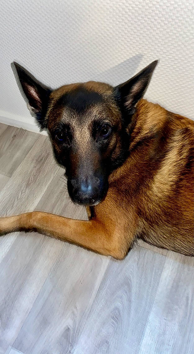 Locko participe au concours pour gagner de l'argent avec cette photo : canidae, carnivore, companion_dog, dog, dog_breed, ear, eye, fawn, fur, german_shepherd_dog, head, herding_dog, jaw, plant, snout, sporting_group, terrestrial_animal, whiskers, working_animal, working_dog