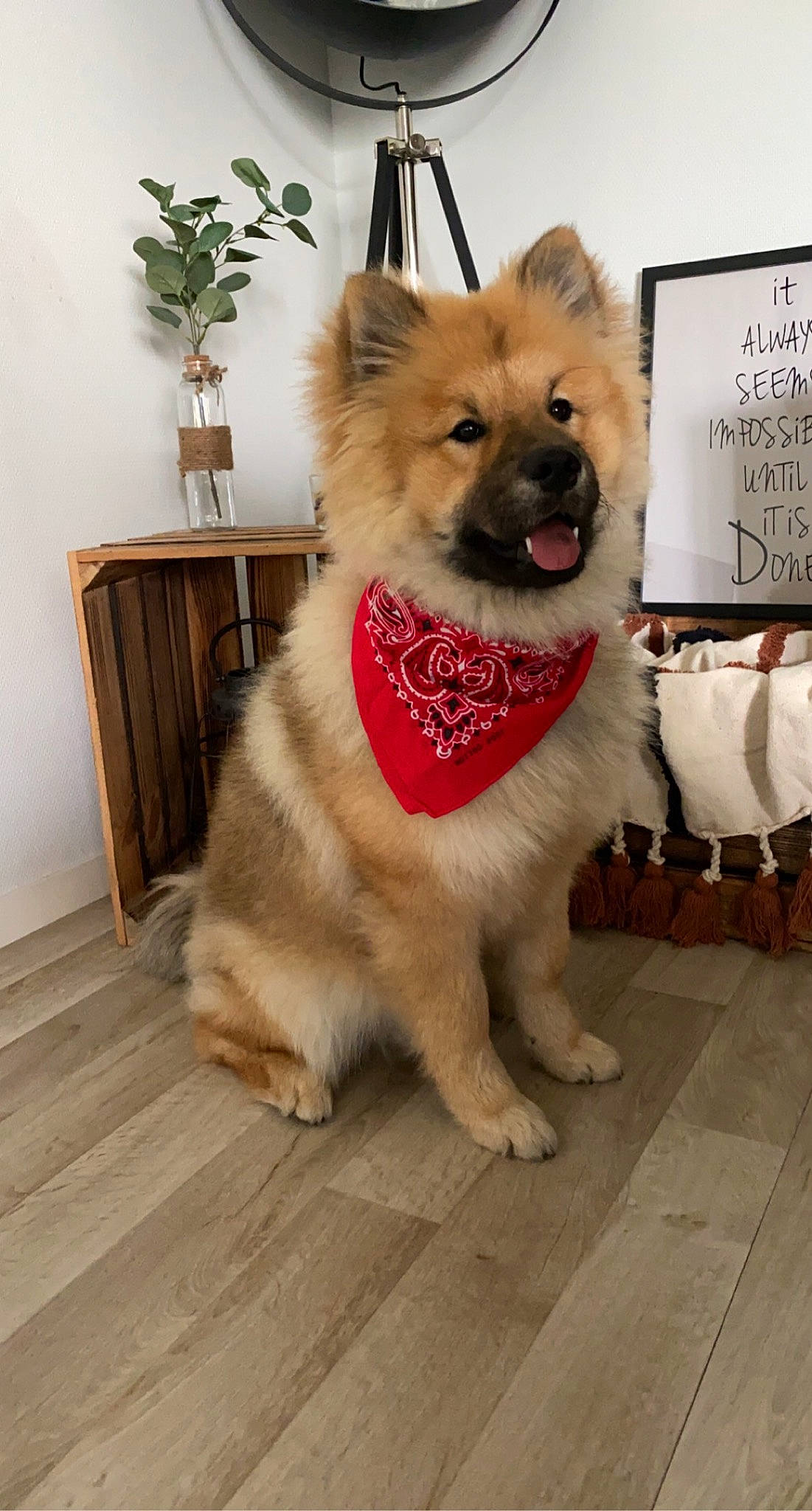 Ralf participe au concours pour gagner de l'argent avec cette photo : canidae, carnivore, collar, companion_dog, dog, dog_breed, dog_collar, dog_supply, fawn, flooring, flowerpot, fur, hardwood, houseplant, picture_frame, plant, snout, tail, wood, working_animal