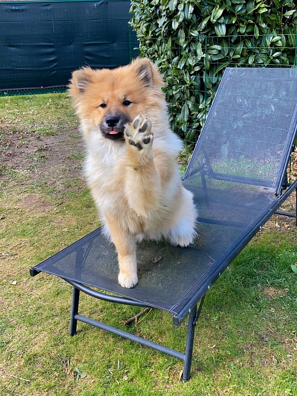 Ralf a rejoint le concours — aidez-le/la à gagner de superbes lots ! canidae, carnivore, chair, companion_dog, dog, dog_breed, dog_supply, fawn, german_spitz, german_spitz_klein, german_spitz_mittel, grass, outdoor_bench, outdoor_furniture, pet_supply, plant, snout, spitz, sporting_group, tail