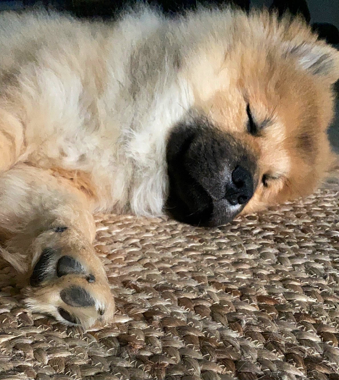 Ralf a rejoint le concours — aidez-le/la à gagner de superbes lots ! canidae, carnivore, claw, comfort, companion_dog, dog, dog_breed, estrela_mountain_dog, fawn, felidae, fur, german_spitz, german_spitz_mittel, paw, snout, spitz, sporting_group, tail, terrestrial_animal, whiskers