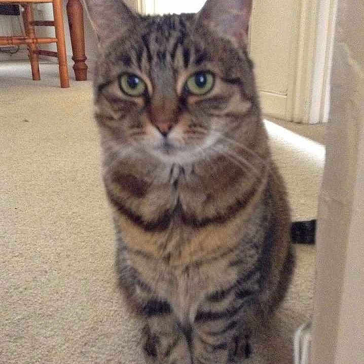 Rosie