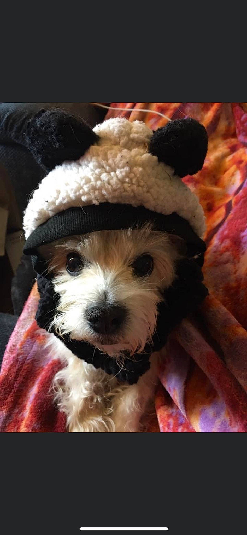 Mason is registered to the contest to win money with this photo: canidae, carnivore, companion_dog, dog, dog_breed, dog_clothes, fashion_accessory, fawn, fedora, fur, labradoodle, puppy_love, small_terrier, snout, sporting_group, stuffed_toy, teddy_bear, terrier, toy, toy_dog