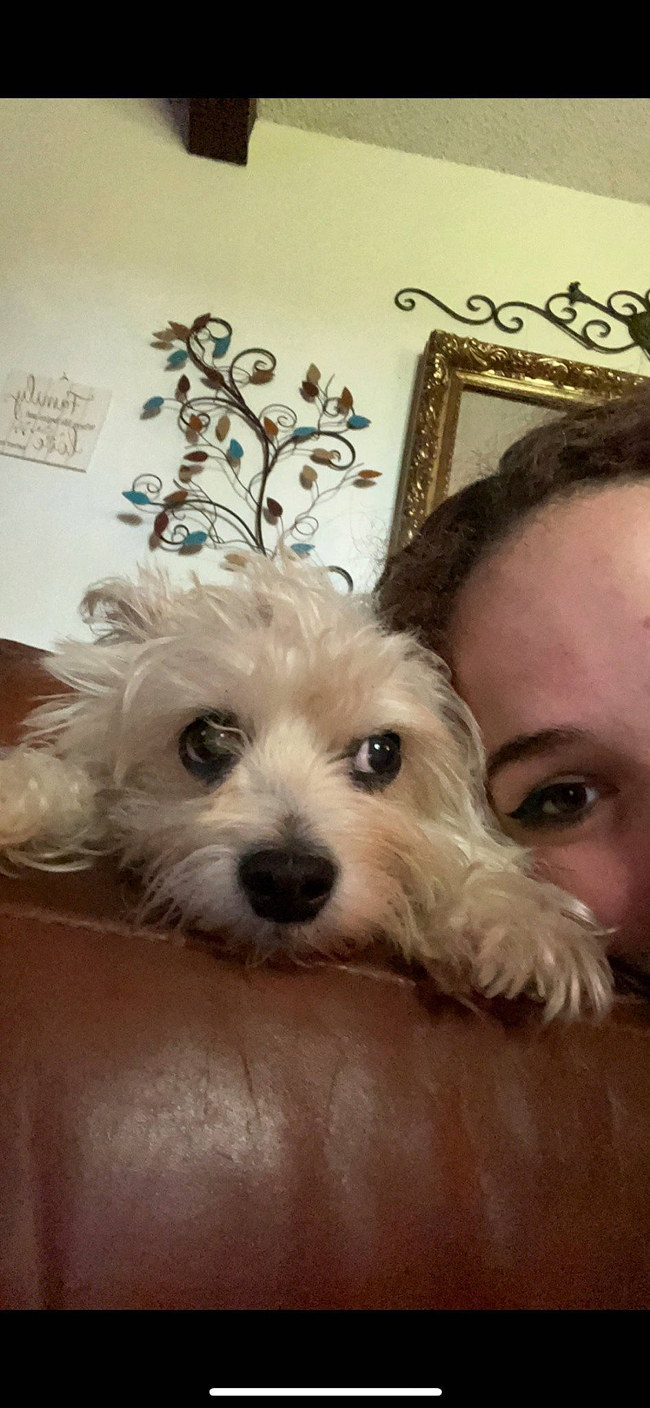 Mason is registered to the contest to win money with this photo: canidae, carnivore, companion_dog, dog, dog_breed, dog_supply, ear, eye, fawn, fur, happy, head, puppy_love, small_terrier, snout, sporting_group, terrier, toy, toy_dog, working_animal