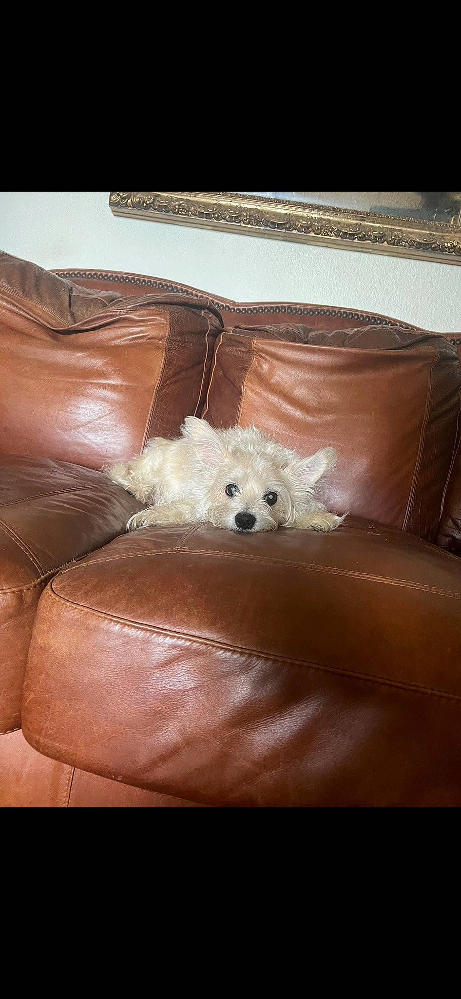 Mason joined the competition — help win amazing prizes! box, brown, canidae, carnivore, comfort, companion_dog, couch, dog, dog_breed, fawn, fur, non_sporting_group, pattern, peach, room, sporting_group, toy_dog, working_animal