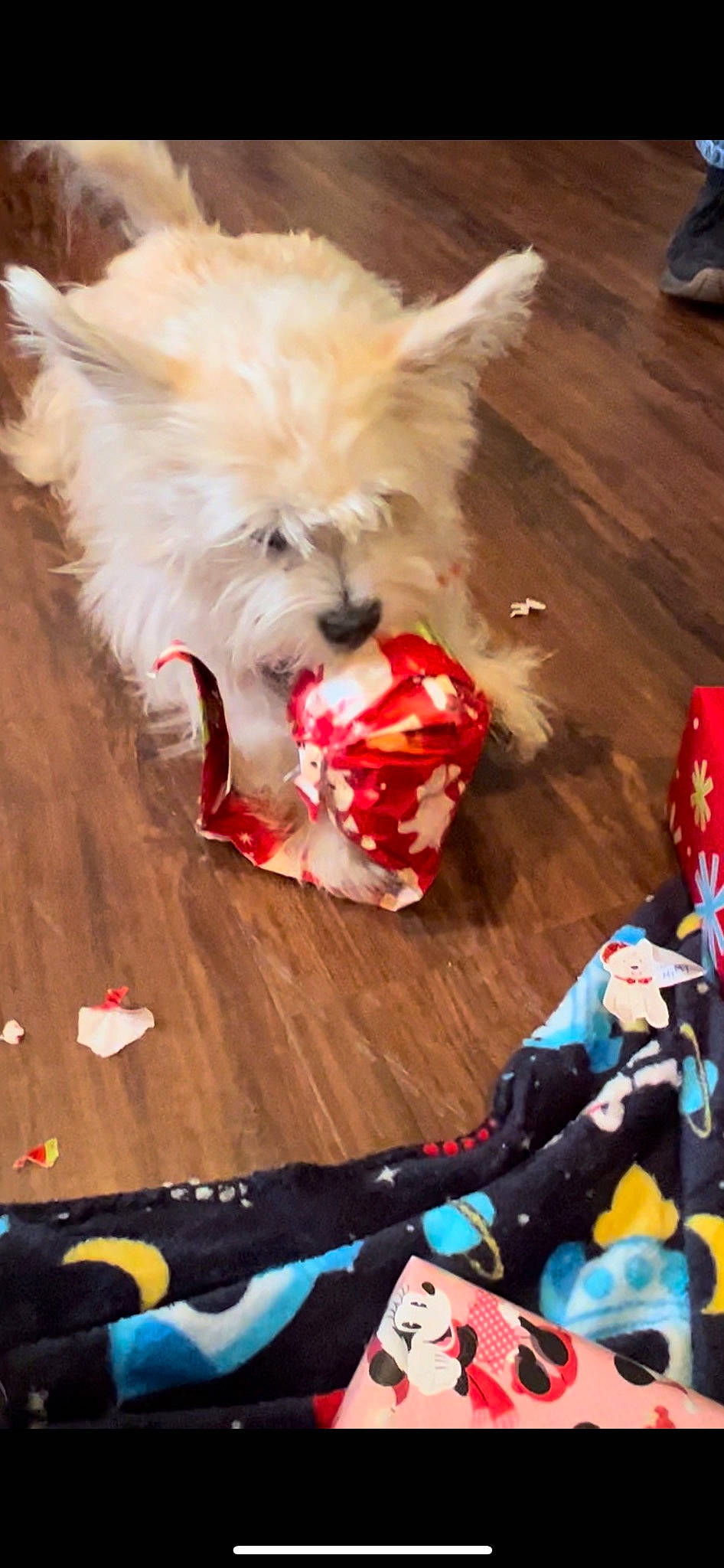 Mason joined the competition — help win amazing prizes! canidae, carmine, carnivore, companion_dog, dog, dog_breed, dog_clothes, dog_supply, event, fashion_accessory, fawn, flooring, fur, holiday, non_sporting_group, small_terrier, sporting_group, tail, terrier, toy_dog