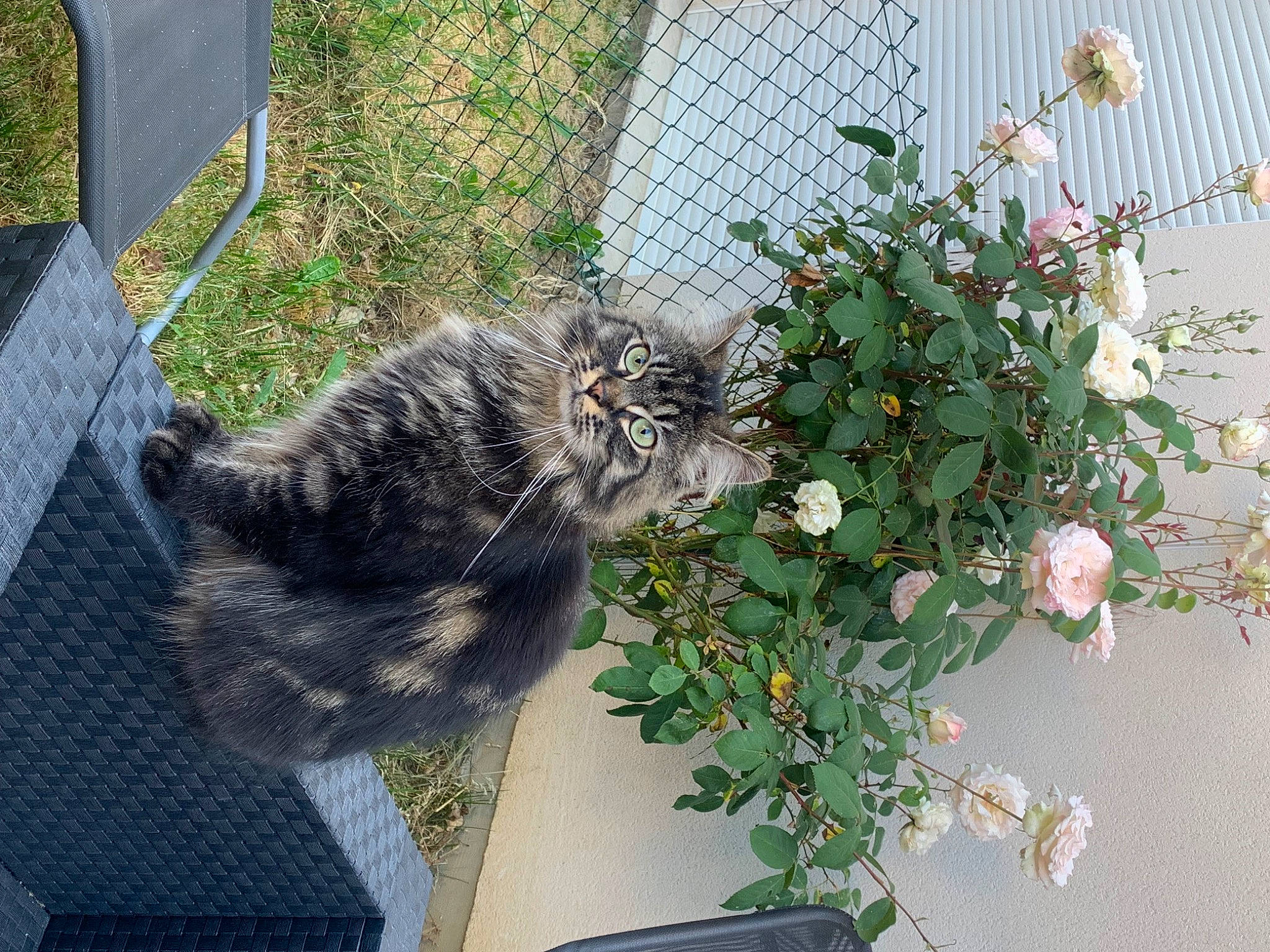 Shanna a rejoint le concours — aidez-le/la à gagner de superbes lots ! annual_plant, carnivore, cat, domestic_short_haired_cat, felidae, flower, fur, garden, grass, groundcover, herb, herbaceous_plant, houseplant, petal, plant, shrub, small_to_medium_sized_cats, tail, terrestrial_animal, whiskers