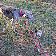 Davina is registered to the contest to win money with this photo: animal, autumn_leaves, bond, canine, collar, curious, dog, grass, interaction, large_dog, leash, nature, outdoor, pet, playful, puppy, small_puppy, spotted_dog, sunlight, walking