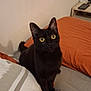 animal, bed, black_cat, blanket, cat, cozy, curious, cute, domestic_animal, ears, feline, fur, indoor, looking_up, pet, pillow, resting, sleep_area, whiskers, yellow_eyes