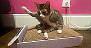 Crystal is registered to the contest to win money with this photo: cat, tabby_cat, white_paws, stretching, grooming, scratch_box, pink_wall, power_outlet, electrical_cord, hardwood_floor, indoor, pet, feline, cute, animal, household, relaxing, playful, paw, fur