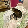 Crystal is registered to the contest to win money with this photo: dog, cat, bed, blanket, floral_pattern, furniture, hand, indoor, pet, resting, tabby_cat, white_dog, cozy, pillow, room, wood_floor, drawer, shelf, clutter, human