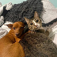 Crystal joined the competition — help win amazing prizes! dog, cat, bed, blanket, snuggling, cozy, pet, animal, fur, tabby_cat, brown_dog, indoor, resting, cute, companion, relaxed, looking, closeup, warm, friendship