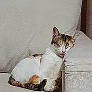 Miu joined the competition — help win amazing prizes! cat, calico, sleeping, couch, armrest, indoor, pet, resting, cozy, feline, white, brown, orange, fur, domestic_animal, relaxation, comfortable, closeup, quiet, home