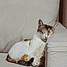 armrest, brown, calico, cat, closeup, comfortable, couch, cozy, domestic_animal, feline, fur, home, indoor, orange, pet, quiet, relaxation, resting, sleeping, white