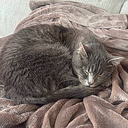 Oxana a rejoint le concours — aidez-le/la à gagner de superbes lots ! cat, gray_cat, sleeping, curled_up, blanket, couch, cozy, fur, pet, indoor, whiskers, tail, nap, close_up, domestic_cat, plush_blanket, sofa, relaxed, soft_texture, sleepy