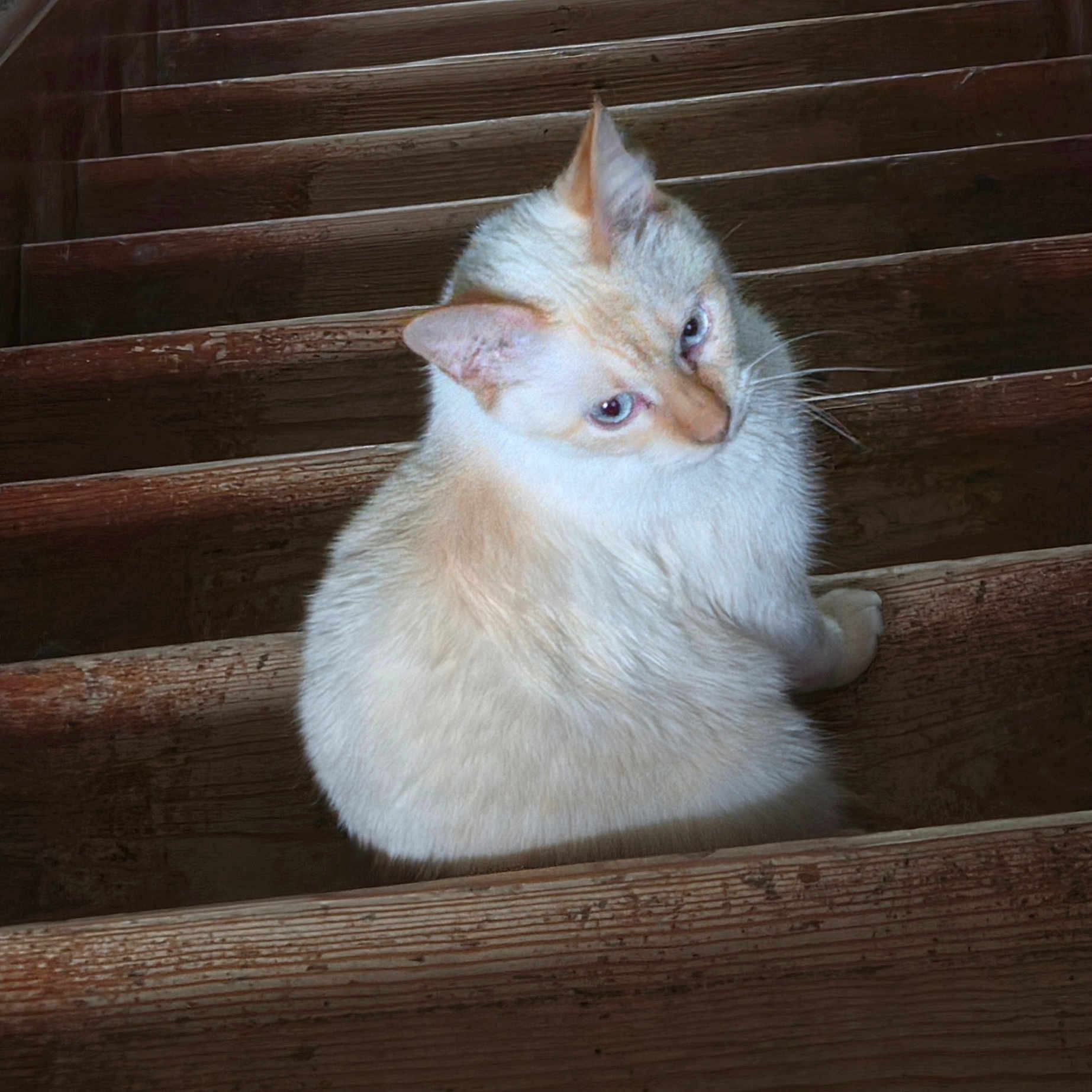 Pheonix joined the competition — help win amazing prizes! cat, white_cat, fluffy, furry, pet, animal, portrait, close_up, face, eyes, ears, whiskers, sitting, wooden_stairs, wood, rustic, indoors, brown_background, suspicious_expression, photography