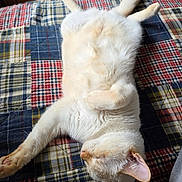 Pheonix joined the competition — help win amazing prizes! cat, white_cat, fluffy, fur, sleeping, relaxed, upside_down, lying, pet, animal, whiskers, ears, paws, tail, indoor, bed, blanket, plaid, cozy, nap