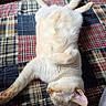 cat, white_cat, fluffy, fur, sleeping, relaxed, upside_down, lying, pet, animal, whiskers, ears, paws, tail, indoor, bed, blanket, plaid, cozy, nap