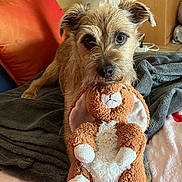 Némo Nice participe au concours pour gagner de l'argent avec cette photo : bed, big_eyes, blanket, brown_fur, close_up, cozy, dog, ears, home_interior, indoor, mouth, nose, pet, pillow, plush_toy, portrait, soft_texture, stuffed_toy, terrier, toy_in_mouth