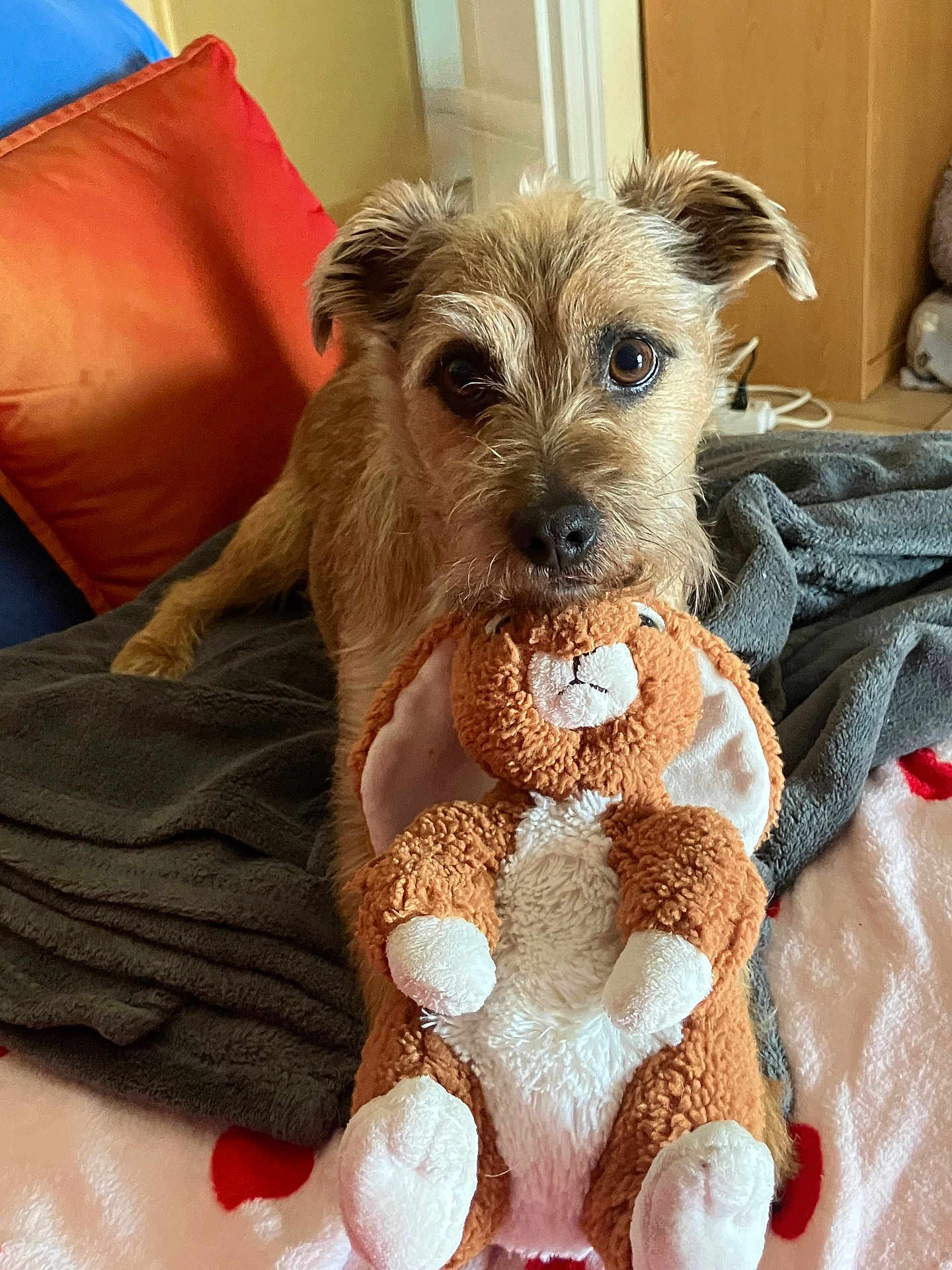 Némo Nice participe au concours pour gagner de l'argent avec cette photo : bed, big_eyes, blanket, brown_fur, close_up, cozy, dog, ears, home_interior, indoor, mouth, nose, pet, pillow, plush_toy, portrait, soft_texture, stuffed_toy, terrier, toy_in_mouth