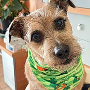 Némo Nice participe au concours pour gagner de l'argent avec cette photo : bandana, brown_fur, chair, close_up, curious, cute, dog, ear, eyes, furniture, green_bandana, home, indoor, nose, pet, plant, portrait, sitting, studio_like, whiskers