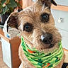 bandana, brown_fur, chair, close_up, curious, cute, dog, ear, eyes, furniture, green_bandana, home, indoor, nose, pet, plant, portrait, sitting, studio_like, whiskers