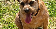 Némo Nice a rejoint le concours — aidez-le/la à gagner de superbes lots ! close_up, collar, daylight, dog, ears, eyes, fur, grass, happy, nature, outdoor, paws, pet, portrait, shadow, sitting, small_dog, summer, terrier, tongue_out